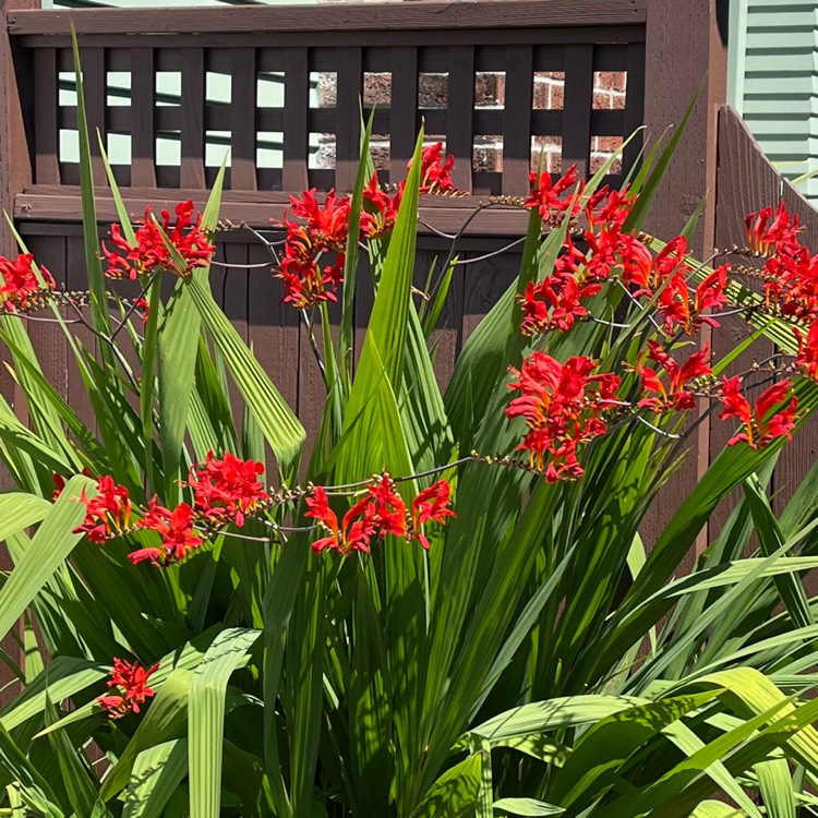 plant image 1613220