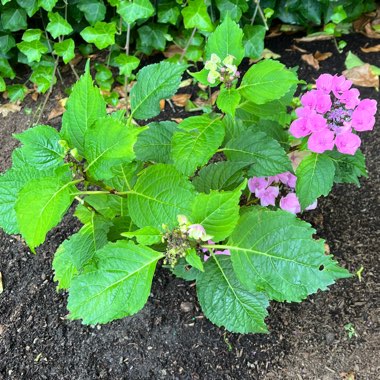 Hydrangea Mophead 'Red Sensation'