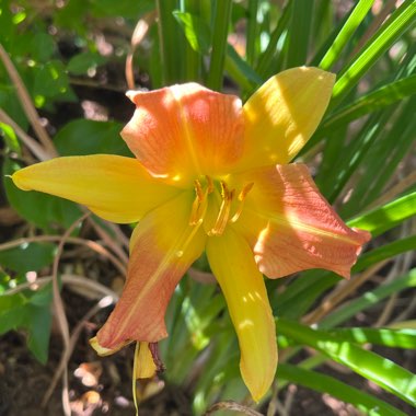 Daylily