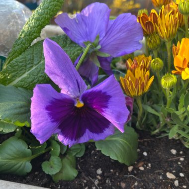 Pansy