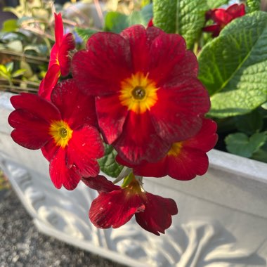 Primula 'Primlet Rose'
