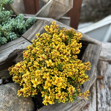 Golden Large Thyme