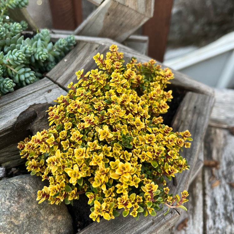 plant image 1652562