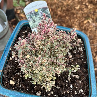 Common Thyme 'Silver Posie'