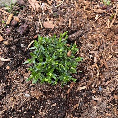 Sandwort 'Avalanche'
