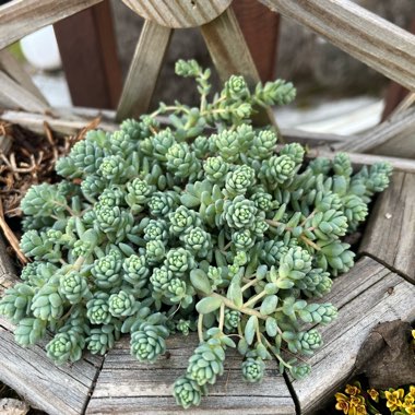 Sedum 'Dasyphyllum'