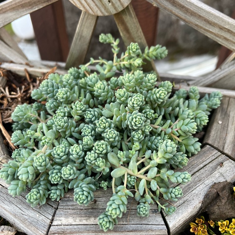 plant image 1652565