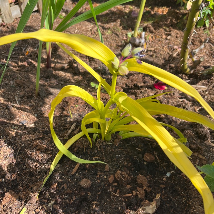 plant image 1676082