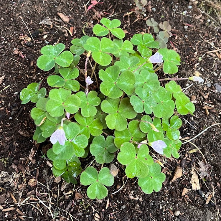 Plant image Oxalis articulata 'Liah'