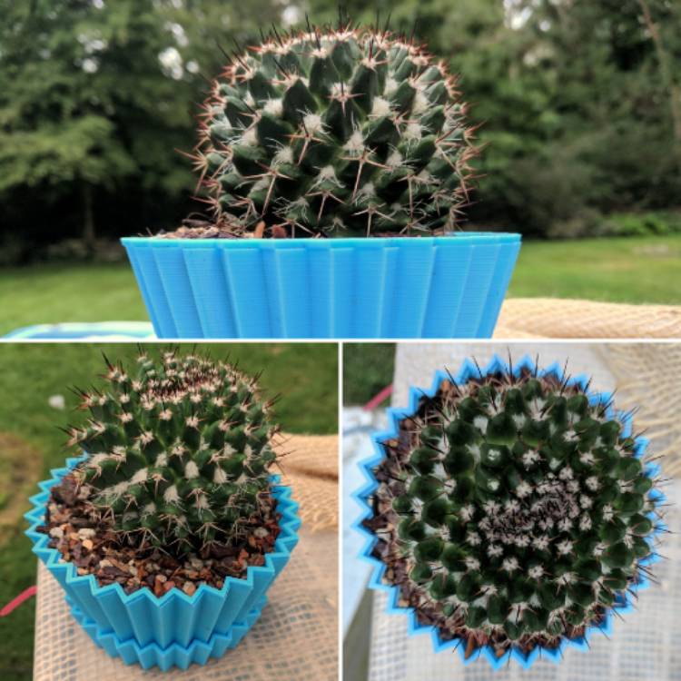 Plant image Mammillaria nejapensis
