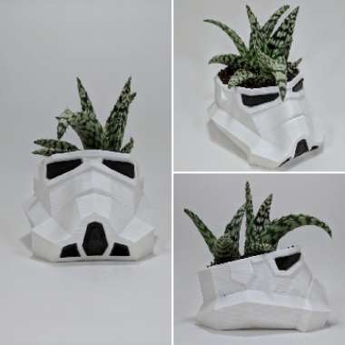 Aloe 'Snowstorm'