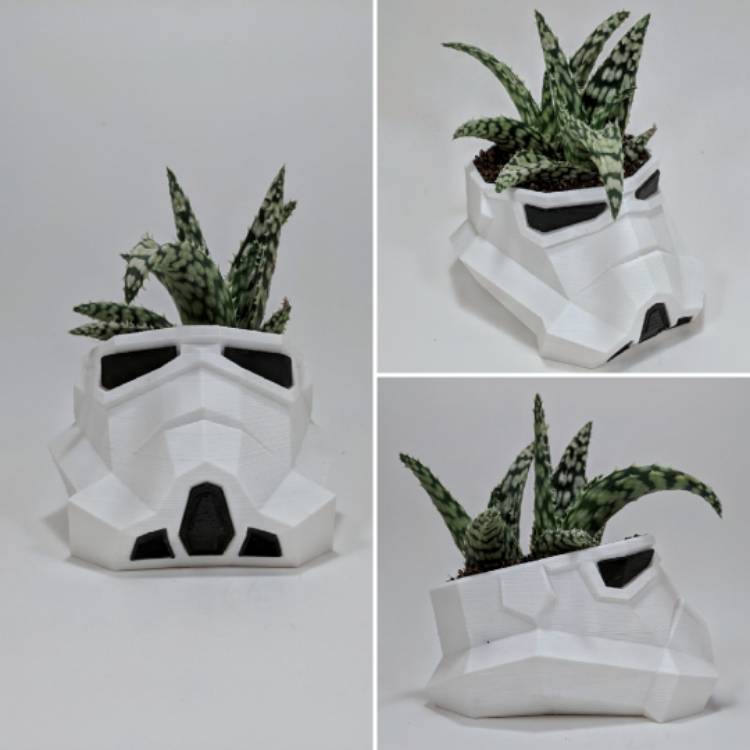 Plant image Aloe 'Snowstorm'