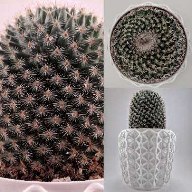 Mammillaria haageana 'Elegans'