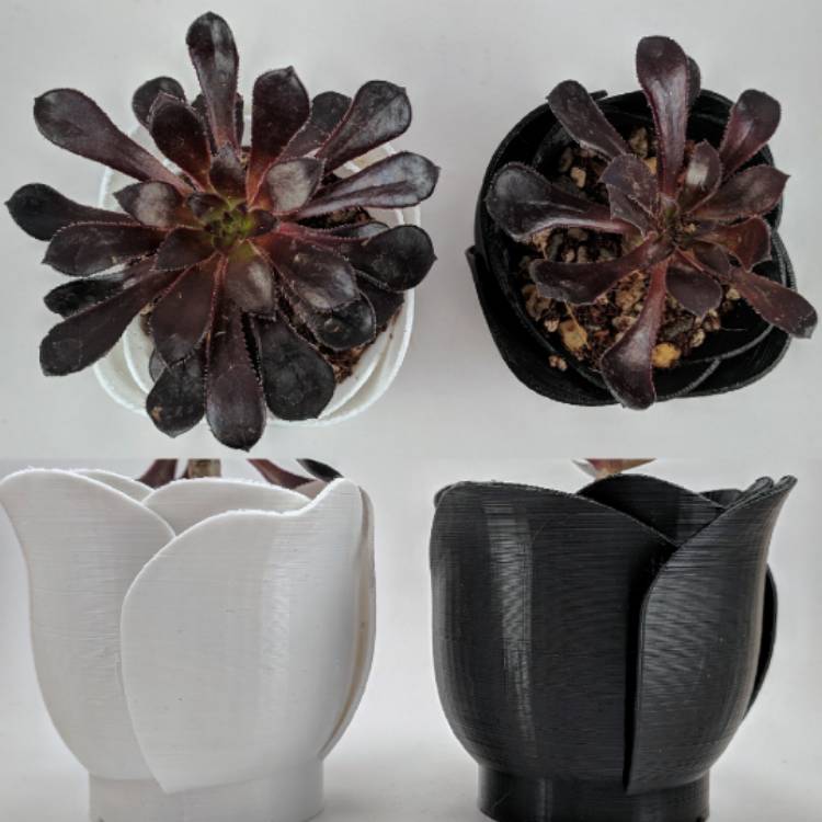 plant image 865782