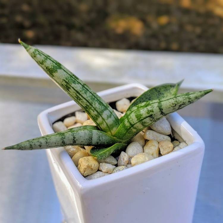 Plant image Sansevieria cylindrica