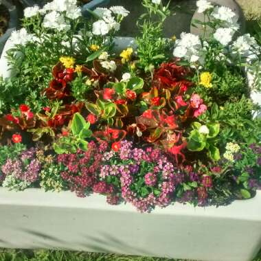Val's garden