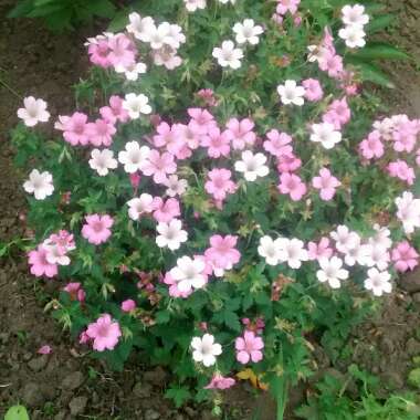 Val's garden
