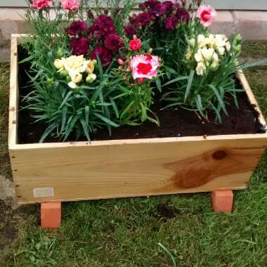 Val's garden