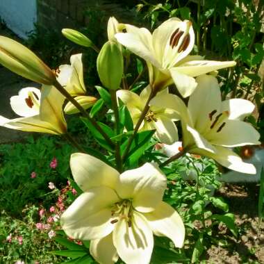 Val's garden