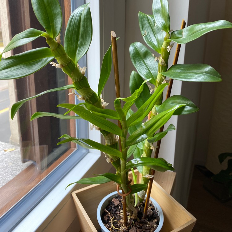 plant image 1252845