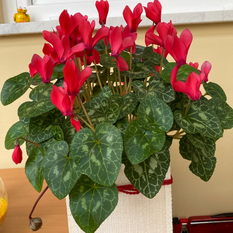 Plant image Cyclamen 'Latinia Wine Red' (Latinia Series)