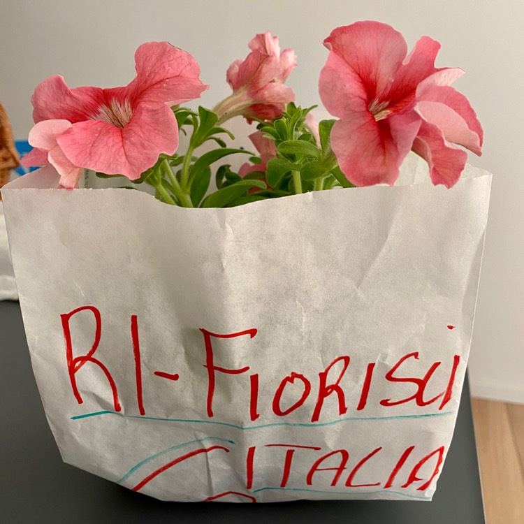 plant image 1288269