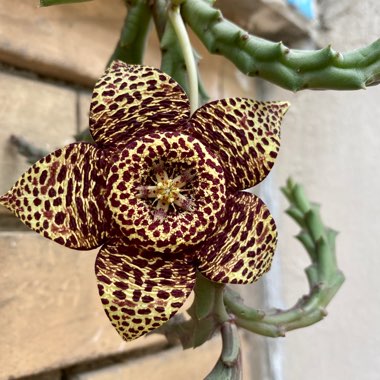 Stapelia Variegata