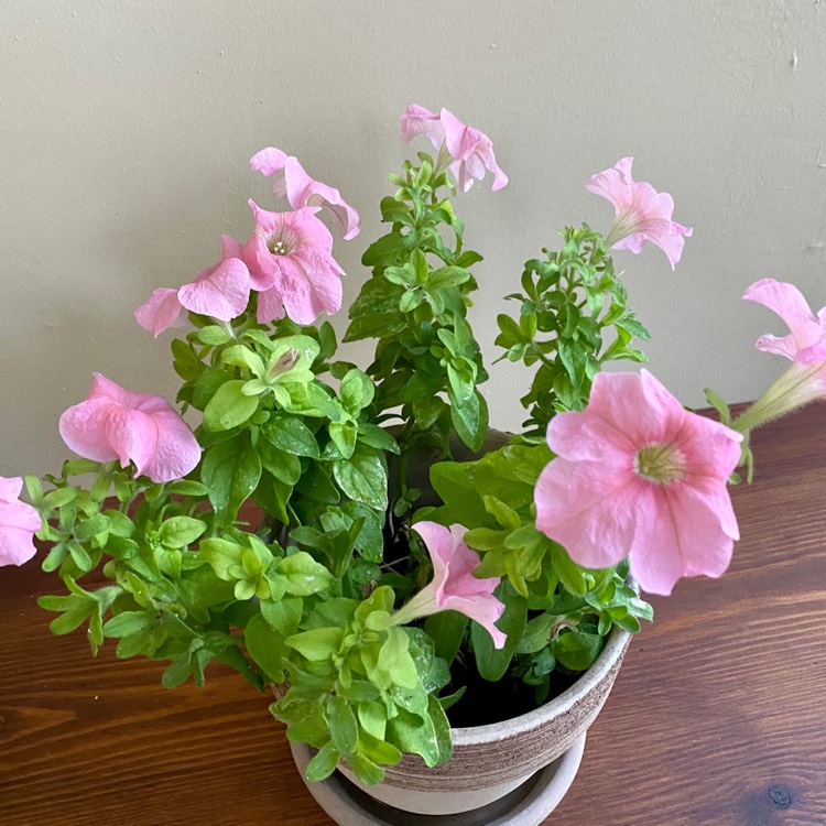 plant image 1351104