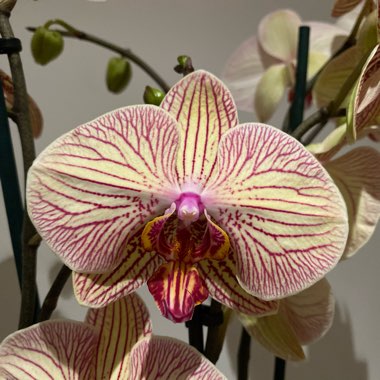 Phalaenopsis 'Jungle Cat Stripes'