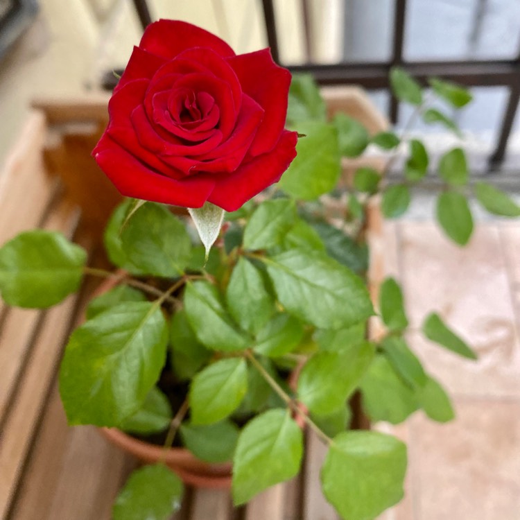 plant image 1508648