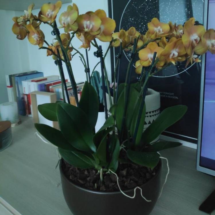plant image 1468007