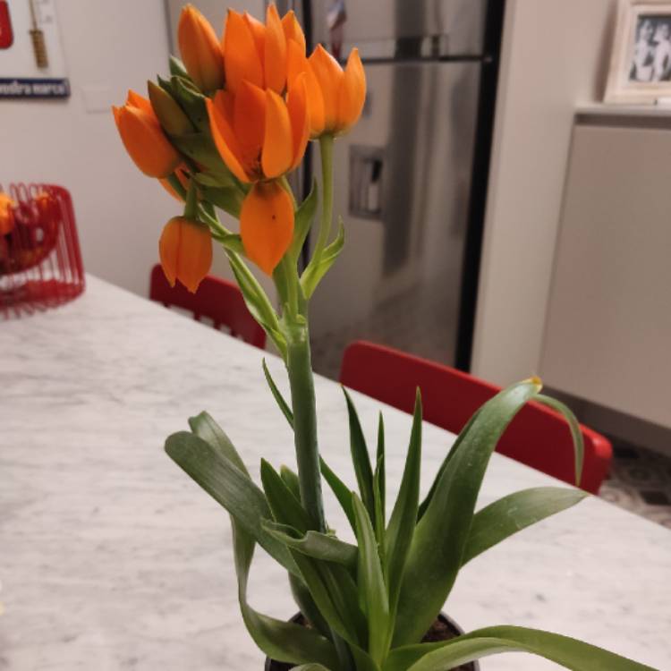 Plant image Ornithogalum 'African Breeze'