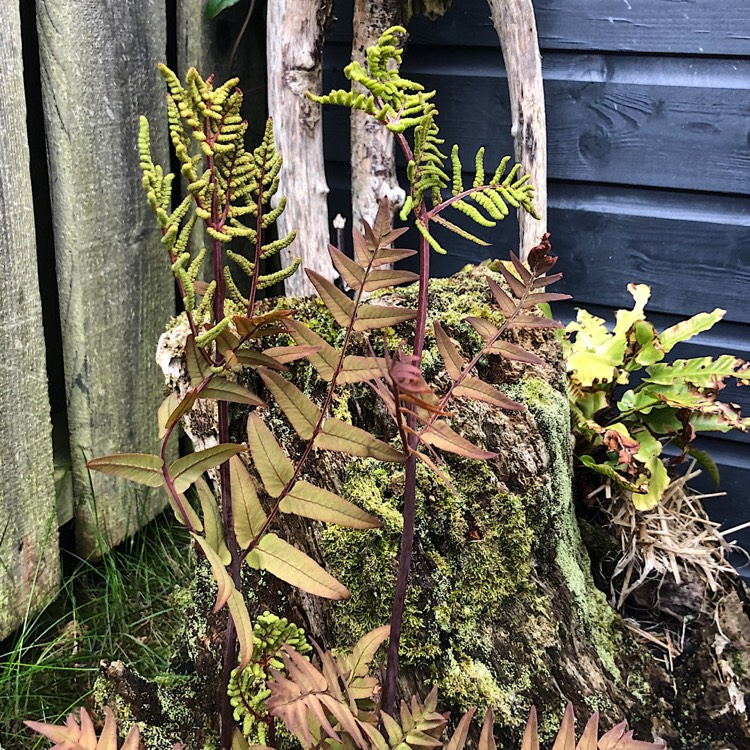 plant image 1025833