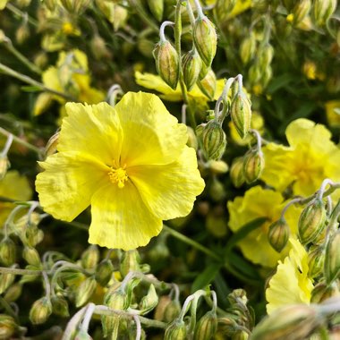 Helianthemum nummularium 'Wisley Primrose'