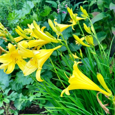 Hemerocallis 'Stella De Oro'