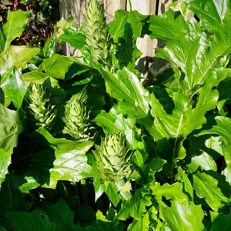 plant image 1070822 plant image 1070822