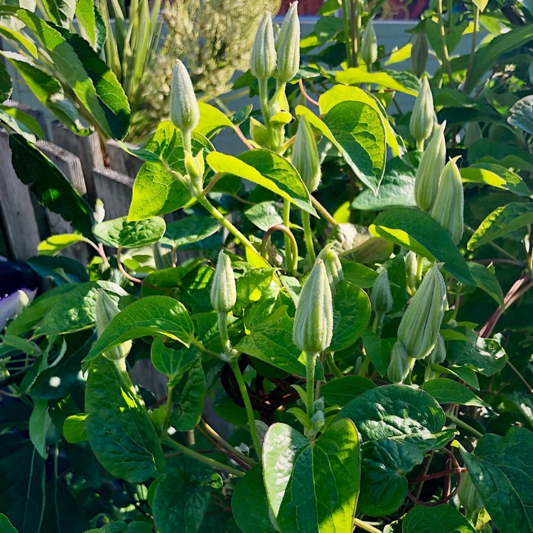 plant image 1070825