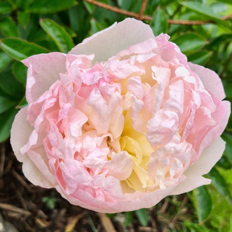 plant image 1074728