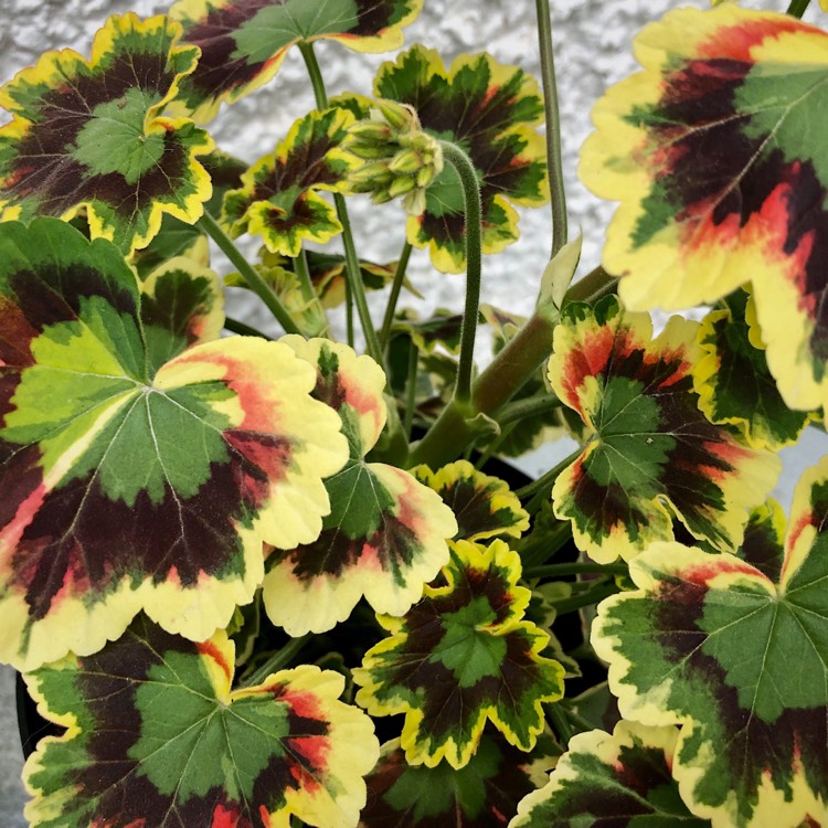Plant image Pelargonium 'Mrs Pollock'