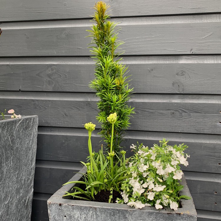Plant image Taxus baccata 'Fastigiata'