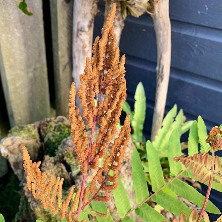 plant image 1086424