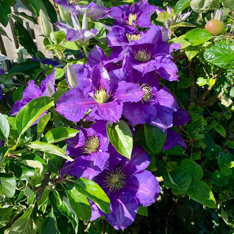 plant image 1088226