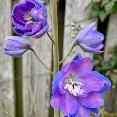 Delphinium
