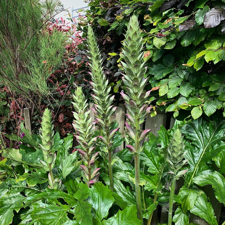 plant image 1098414 plant image 1098414