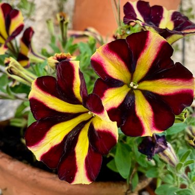 Petunia
