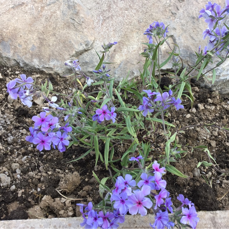 Plant image Phlox divaricata subsp. laphamii 'Chattahoochee'