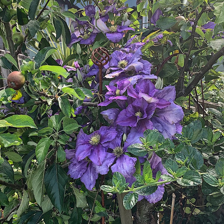 plant image 1111709