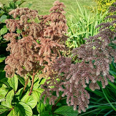 Rodgersia pinnata 'Superba'