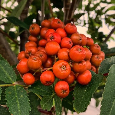 Sorbus aucuparia