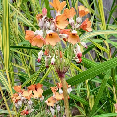Primula florindae